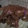 American pitbull terrier puppies