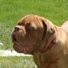 Dogue de Bordeaux 7 year old Neutered Loving Good Boy