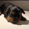 Yorkshire Terrier Fiona