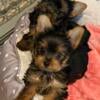 CKC male yorkie puppy-ready to go