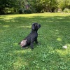 AKC registered Cane Corso puppies