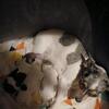 Chihuahua Female Puppies 