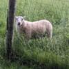 Proven Yearling Icey Cheviot Ram