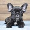 French bulldog puppy 11 weeks 