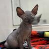 Sphynx kittens ready in October