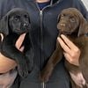 AKC OFA  Labradors Puppies