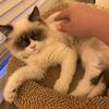 Exotic short hair bobtail 