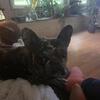 Male French Bulldog