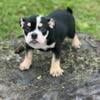 English Bulldog pup