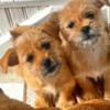 ChiApso Puppies looking for forever homes