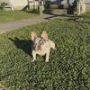 Female merle French bulldog