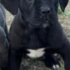 Cane Corso Puppies Available