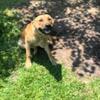 German shepherd x lab