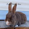 Lionhead , Dutch, Rex cross does 