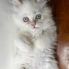 Pure Bred Cream Point Himalayan Kitten