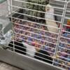 2 bonded female guinea pigs and supplies