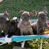 AKC French Bulldog Males