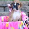 Beautiful Boxer Puppies