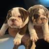 English bulldog puppies