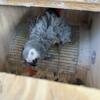 African grey pair available