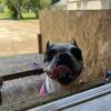 Older Female Boston terrier looking for home 
