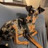 6 month male harlequin