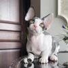 Devon Rex Male – Black & White – European Bloodlines