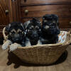 German Shepherd Puppies
