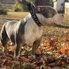 Upcoming stud