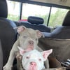 3 month old bully puppies for sale