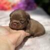 Fluffy French bulldog puppies