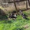 ABCA Border Collies