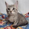 Female Minuet Munchkin kitten