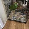 Amazon parrot