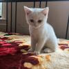 Adorable white Turkish Angora - 2 months old