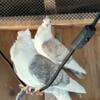 Satinet pigeons for sale