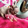Debs Chihuhuas Ca MISTY BLUE