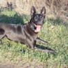 working malinois home security