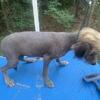 Adorable Chinese crested hairless male puppy