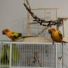 2 Sun Conures with Cage, food and toys