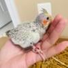 Hand fed cockatiel for sale