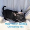 French bulldog Chihuahuas