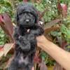 Adorable f2b goldendoodle puppies available 