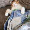 American Maine Coon Kittens