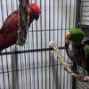Proven Eclectus Pair