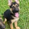 German Shepherd Puppies AKC