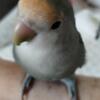 Dutch Blue Female Lovebird