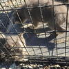 white swiss shepard and Australian cattle puppies