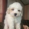 Shihpoo Puppy For Sale