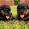 Rottweiler Puppies AKC Registered